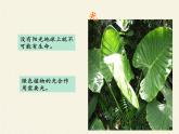 北师大版生物八年级下册 8.23.1 生物的生存依赖一定的环境(8) 课件