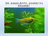 北师大版生物八年级下册 8.23.1 生物的生存依赖一定的环境(6) 课件
