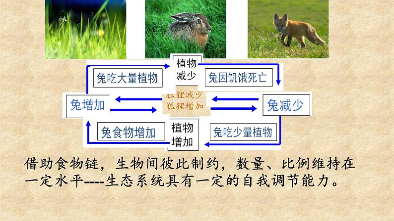 北师大版生物八年级下册 8.23.4 生态系统的稳定性(13) 课件第7页