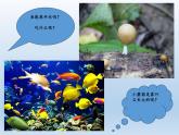 北师大版生物八年级下册 8.23.1 生物的生存依赖一定的环境(7) 课件