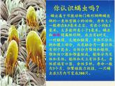 北师大版生物八年级下册 8.24.4 家居环境与健康(13) 课件