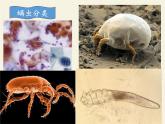 北师大版生物八年级下册 8.24.4 家居环境与健康(13) 课件