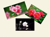 北师大版生物八年级下册 8.24.4 家居环境与健康(9) 课件