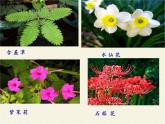 北师大版生物八年级下册 8.24.4 家居环境与健康(9) 课件