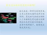 北师大版生物八年级下册 9.25.2 现代生物技术 课件