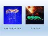 北师大版生物八年级下册 9.25.2 现代生物技术 课件