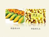 北师大版生物八年级下册 9.25.2 现代生物技术(5) 课件