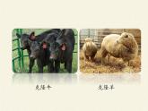 北师大版生物八年级下册 9.25.2 现代生物技术(5) 课件