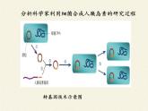 北师大版生物八年级下册 9.25.2 现代生物技术(7) 课件