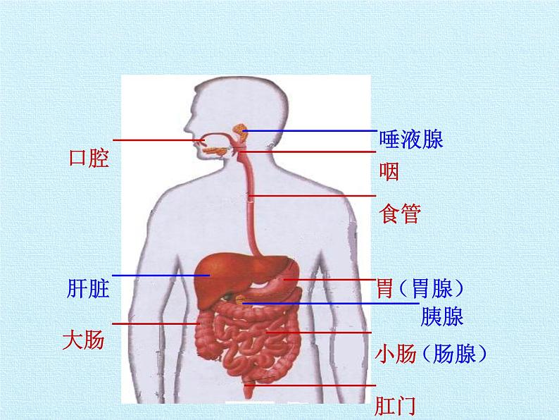 北师大版生物七年级下册 第四单元第八章 人体的营养 复习（课件）07