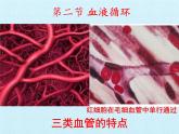 北师大版生物七年级下册 第四单元第九章 人体内的物质运输 复习（课件）