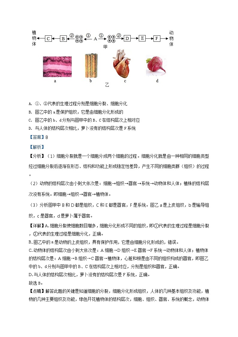 精品解析：2020年山东省泰安市高新区中考二模生物试题（解析版+原卷板）02