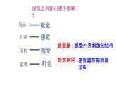 4.6.1人体对外界环境的感知课件(35张PPT）