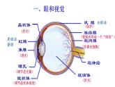 4.6.1人体对外界环境的感知课件(35张PPT）