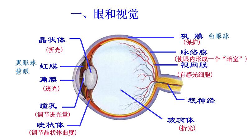 4.6.1人体对外界环境的感知课件(35张PPT）05