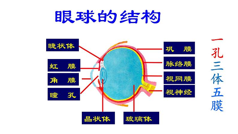 4.6.1人体对外界环境的感知课件(35张PPT）06