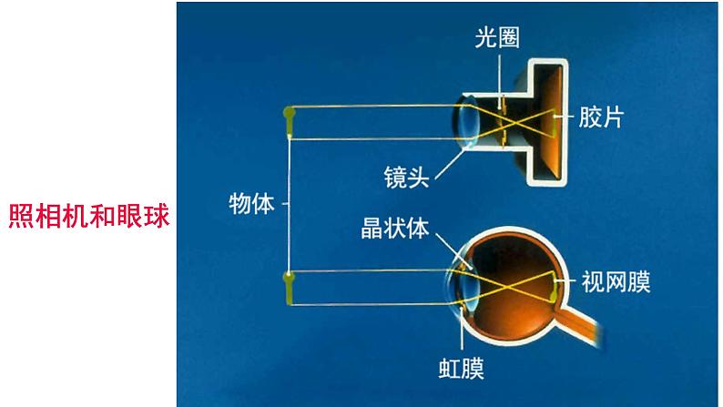 4.6.1人体对外界环境的感知课件(35张PPT）08