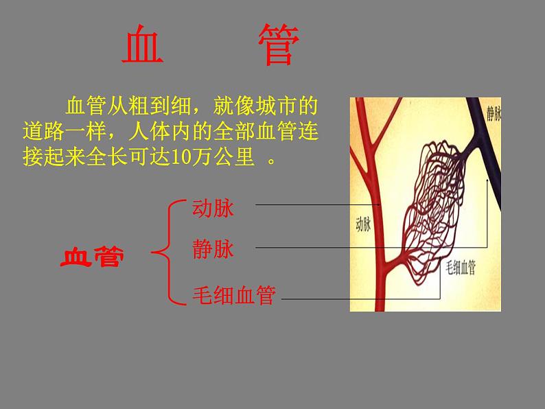 《血流的管道——血管》课件第8页