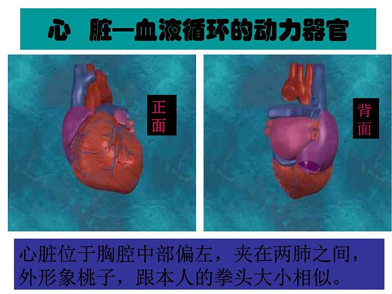 《输送血液的泵——心脏》课件02