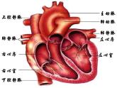 《输送血液的泵——心脏》课件
