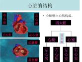 《输送血液的泵——心脏》课件