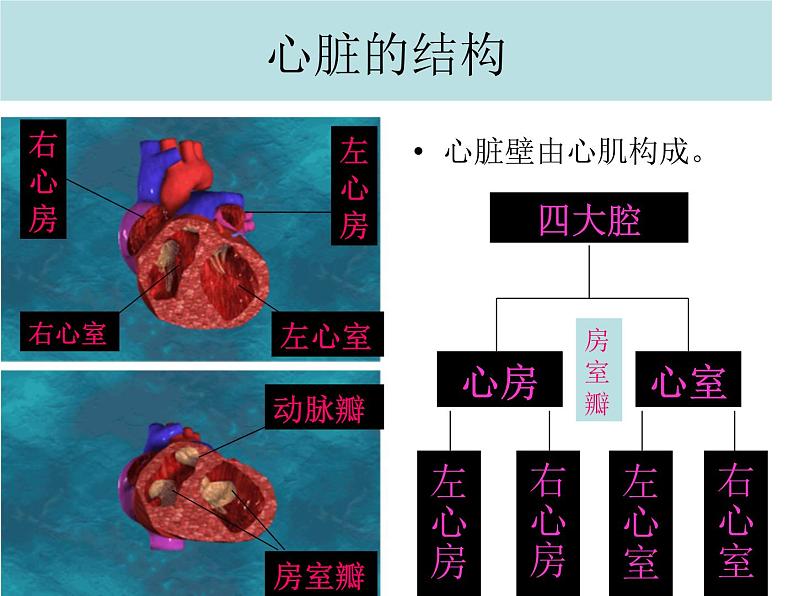 《输送血液的泵——心脏》课件04