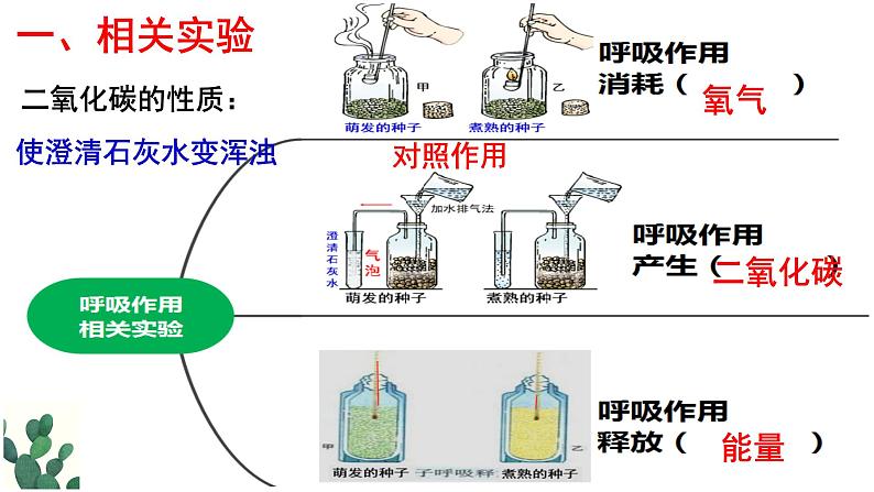 2022年中考会考复习3.5呼吸作用课件第4页