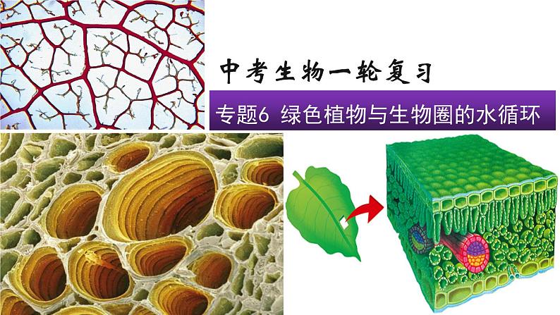 2022年中考生物一轮复习课件：专题06绿色植物与生物圈的水循环第1页