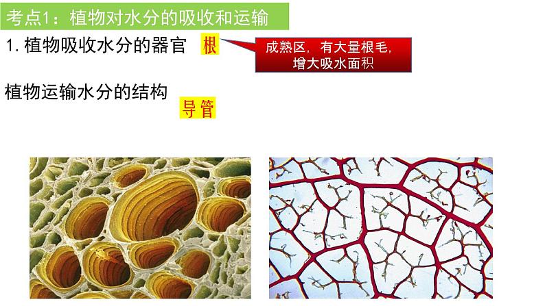 2022年中考生物一轮复习课件：专题06绿色植物与生物圈的水循环第2页