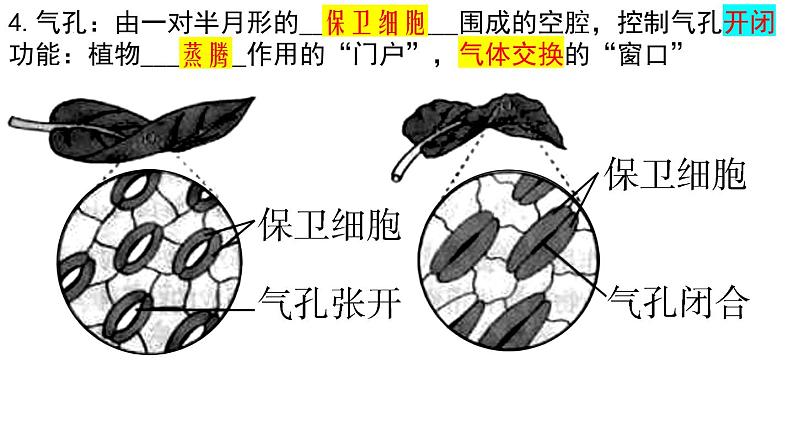 2022年中考生物一轮复习课件：专题06绿色植物与生物圈的水循环第5页