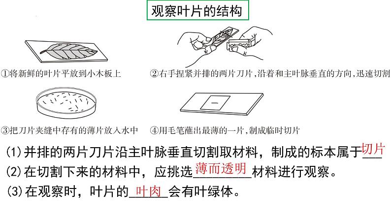 2022年中考生物一轮复习课件：专题06绿色植物与生物圈的水循环第8页