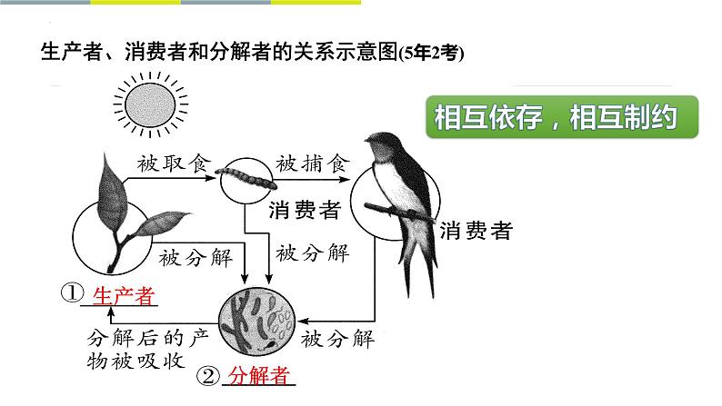 2022年海南中考生物一轮复习：主题二生物与环境——生态系统和生物圈课件第7页