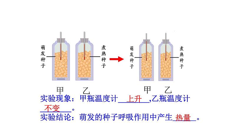 3.5.2绿色植物的呼吸作用（25张PPT）第6页