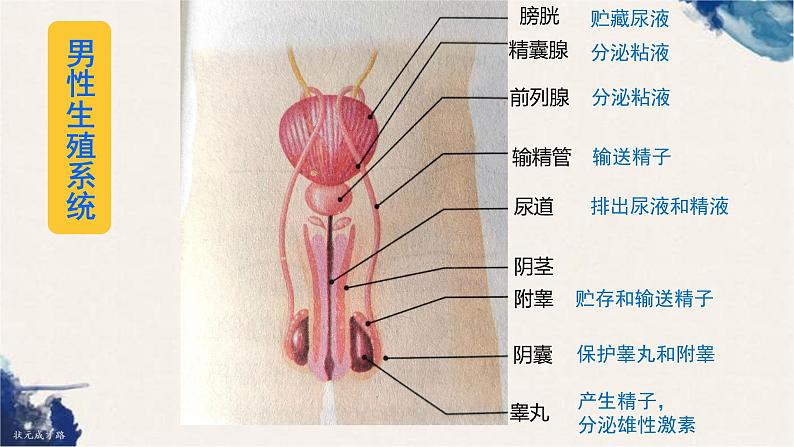 4.1.2 人的生殖课件（28张PPT）第5页