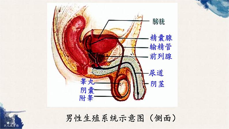 4.1.2 人的生殖课件（28张PPT）第7页