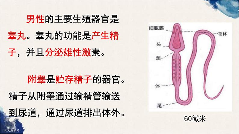 4.1.2 人的生殖课件（28张PPT）第8页