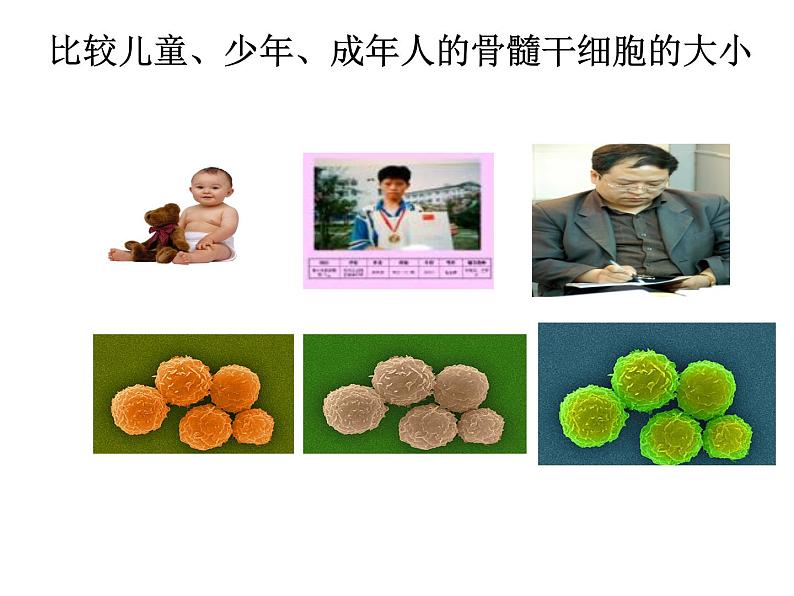 细胞通过分裂产生新细胞（50张PPT）第7页