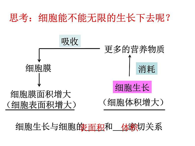 细胞通过分裂产生新细胞（50张PPT）第8页