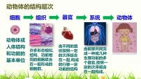 人教版 (新课标)七年级上册第三节 植物体的结构层次评课课件ppt