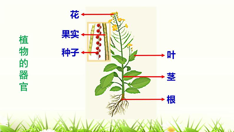 2.2.3 植物体的结构层次课件（21张PPT）第3页