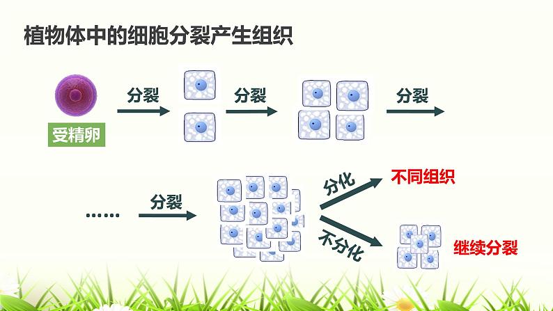 2.2.3 植物体的结构层次课件（21张PPT）第7页