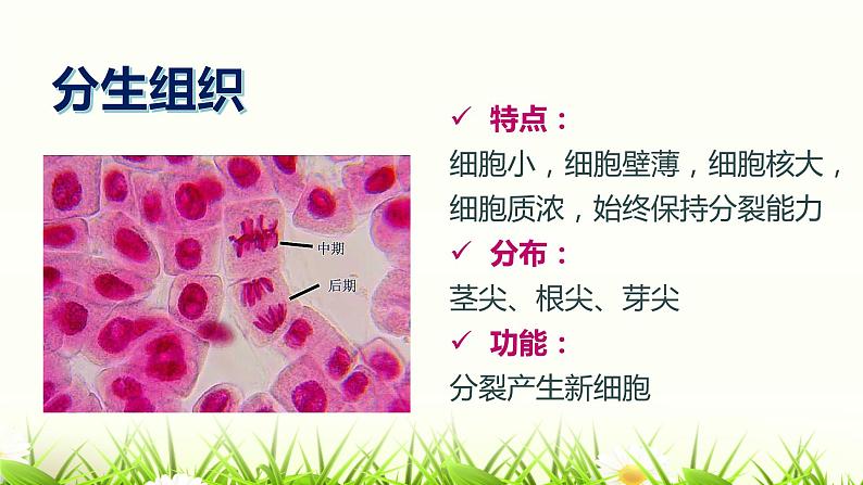 2.2.3 植物体的结构层次课件（21张PPT）第8页