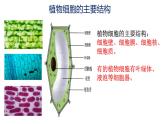 2.1.3 动物细胞课件（25张PPT）