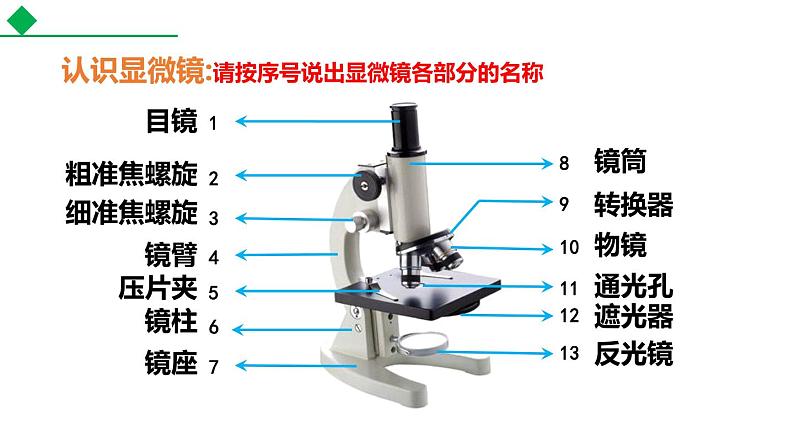 2.1.1练习使用显微镜课件（34张PPT）07