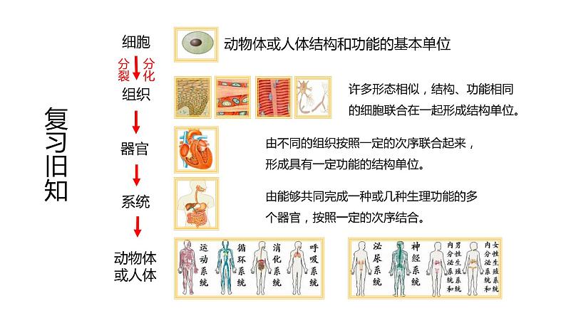 2.2.3植物体的结构层次课件（24张PPT）第2页