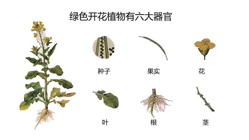 2.2.3植物体的结构层次课件（24张PPT）第5页