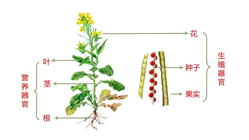 2.2.3植物体的结构层次课件（24张PPT）第6页