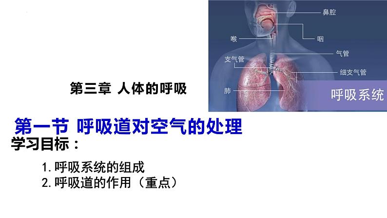 4.3.1 呼吸道对空气的处理课件（17张PPT）01