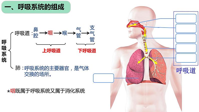 4.3.1 呼吸道对空气的处理课件（17张PPT）02