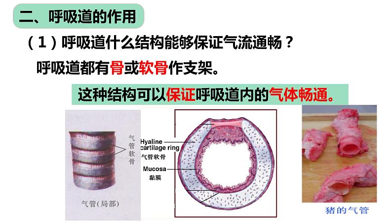 4.3.1 呼吸道对空气的处理课件（17张PPT）04